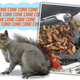 Illustration for article titled Pine Cone-Junkie Squirrel Shoves Over 50 Pounds Of Pine Cones Into Cars Engine Bay